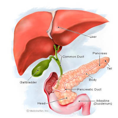 Short and Long Term Damage of Alcohol Abuse